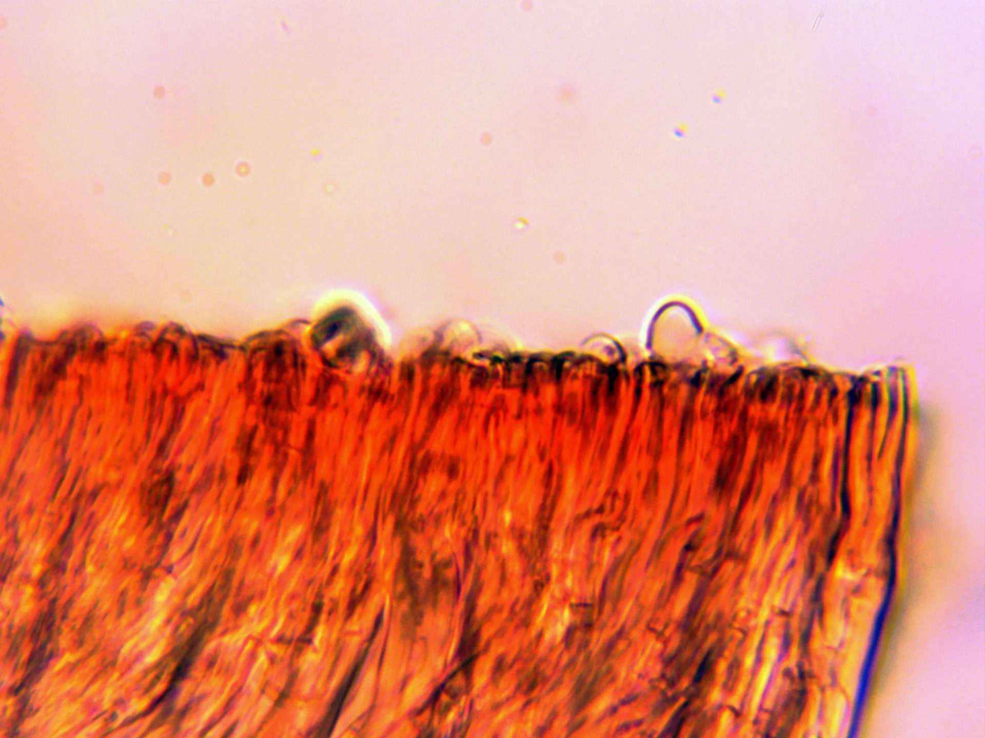 Microscopía de Stereum hirsutum - 10 - Himenio